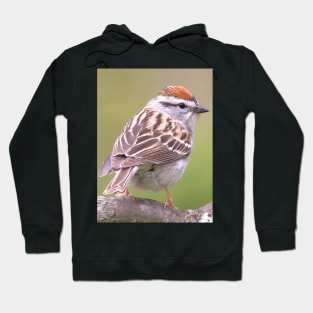 Chipping Sparrow on a big curled tree branch Hoodie